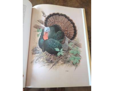 Mondo alato(3). Prezzo: 60 euro + eventuali spese di spedizione